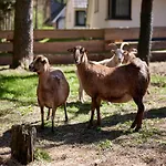 Ferienhaeuser Im Naturresort