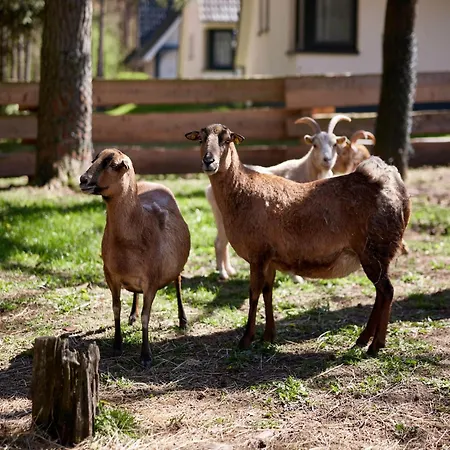 Ferienhaeuser Im Naturresort